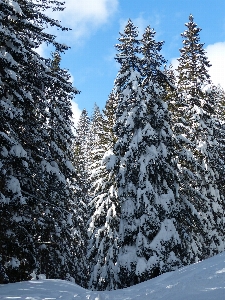 Landscape tree forest wilderness Photo