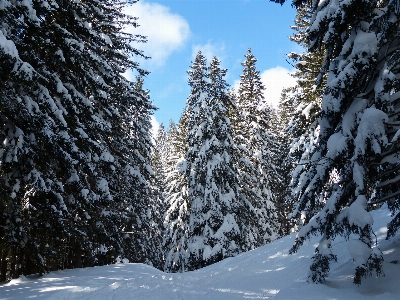 Landscape tree forest mountain Photo