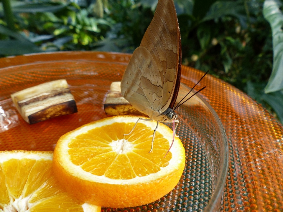 Wing plant fruit leaf