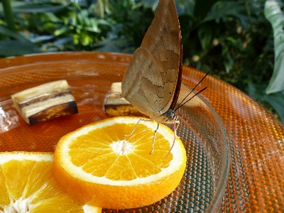 Wing plant fruit leaf Photo