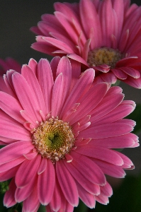 Blossom plant flower petal Photo