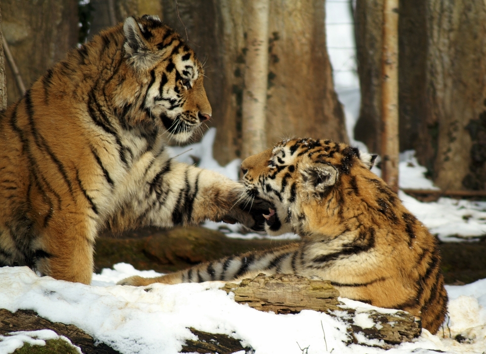 雪 野生動物 動物園 猫