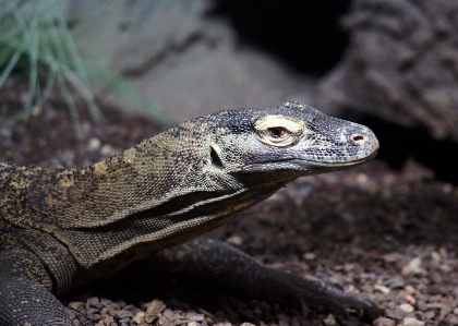 Foto Margasatwa reptil fauna kadal