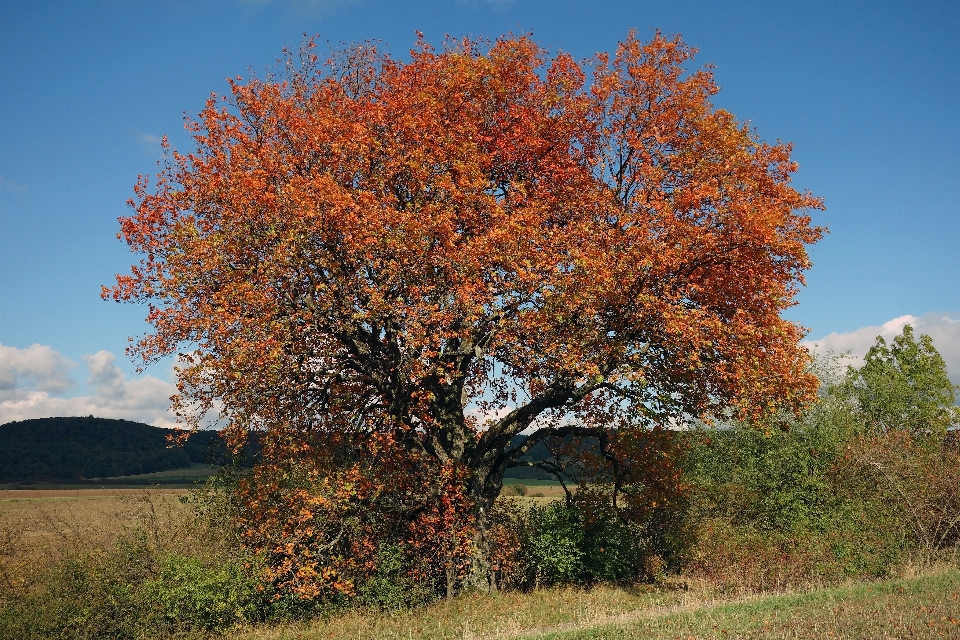 Landscape tree nature forest