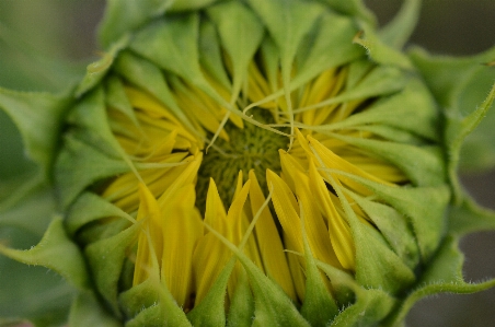 Blossom plant sun leaf Photo