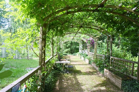 Foto Sentiero fiore giungla giardino dietro la casa
