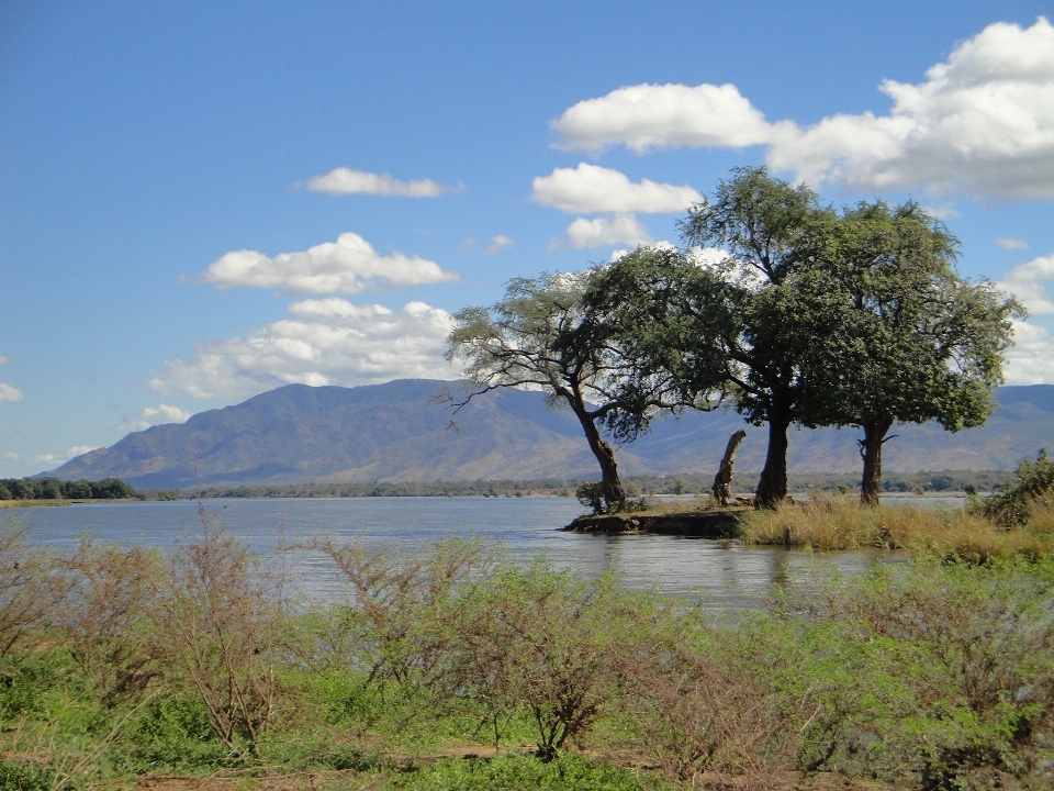 Paesaggio mare albero acqua