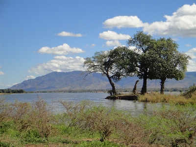 Foto Lanskap laut pohon air