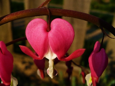 Foto Plantar flor pétala amor