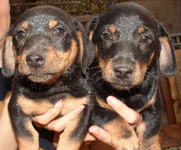 Foto Anak anjing mamalia bertulang belakang
