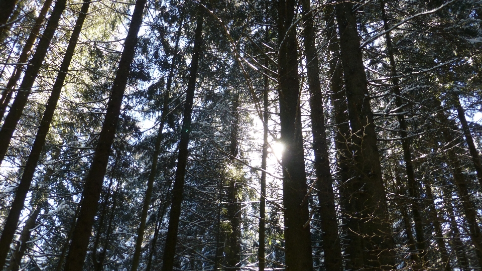 树 自然 森林 荒野