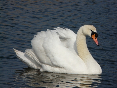 Water nature bird wing Photo