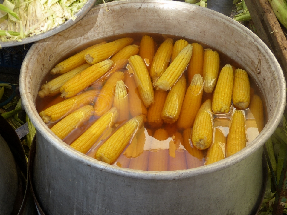 Tanaman piring makanan menghasilkan