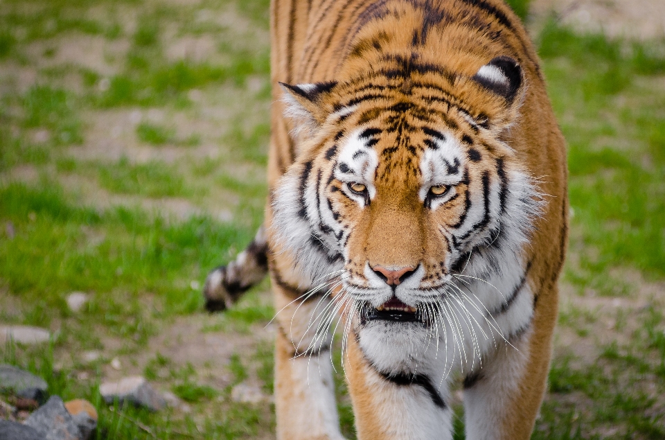 Zwierzę rekreacja dzikiej przyrody ogród zoologiczny