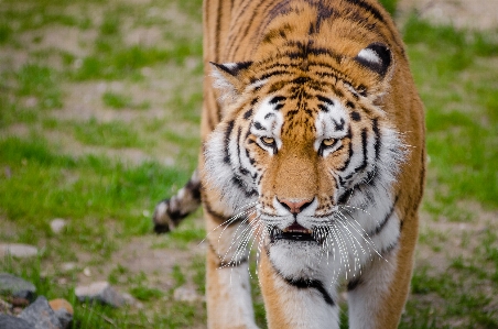 Photo Animal des loisirs faune zoo