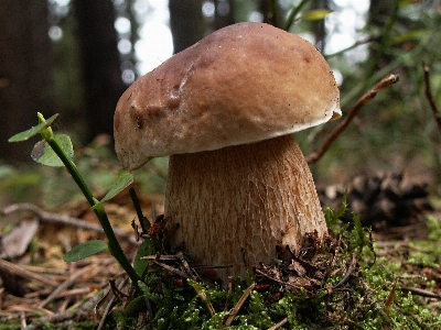 树 自然 森林 苔藓 照片