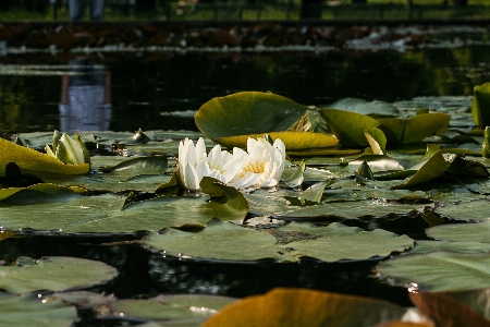 Sea water nature plant Photo