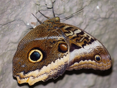 Foto Inseto borboleta fauna invertebrado