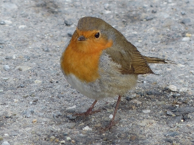 Bird animal wildlife beak Photo