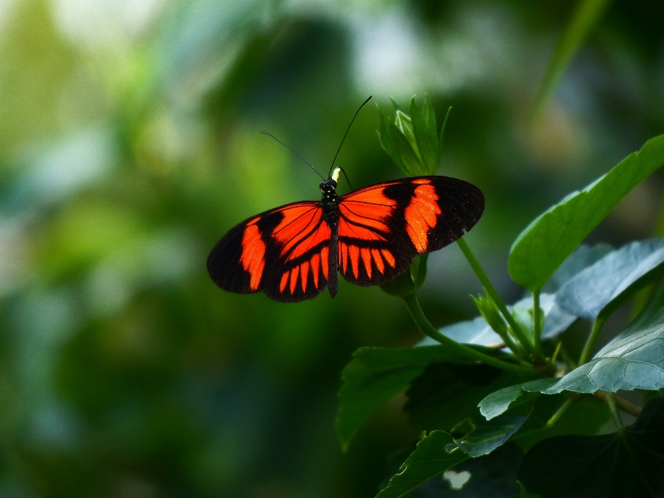 Nature feuille fleur animal