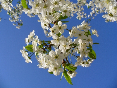 Tree nature branch blossom Photo