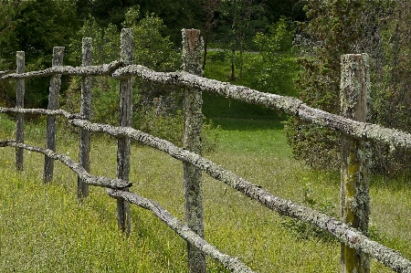 Tree nature forest grass Photo