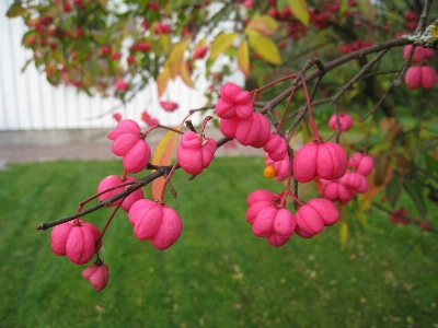 Tree grass branch blossom Photo