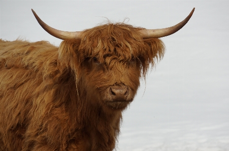 Photo Animal corne fourrure vache