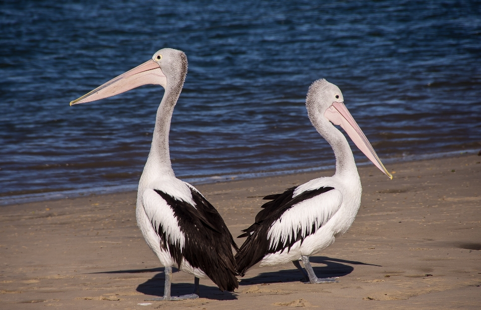 Bird wing shore pelican