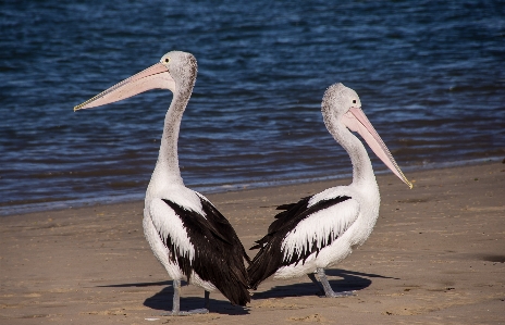 Bird wing shore pelican Photo