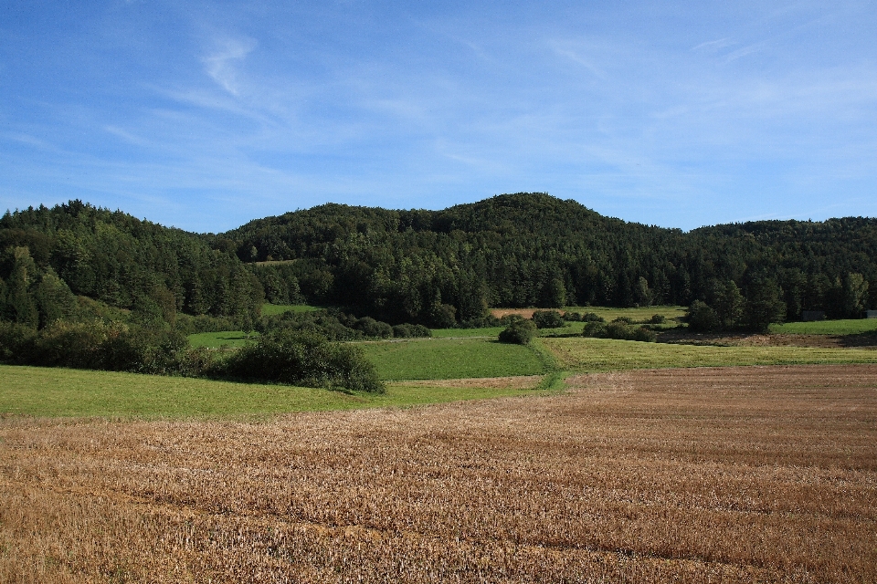 Landschaft baum natur wald