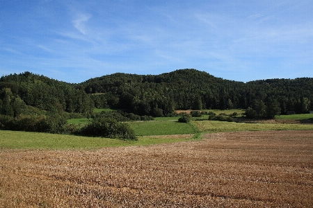 Landscape tree nature forest Photo