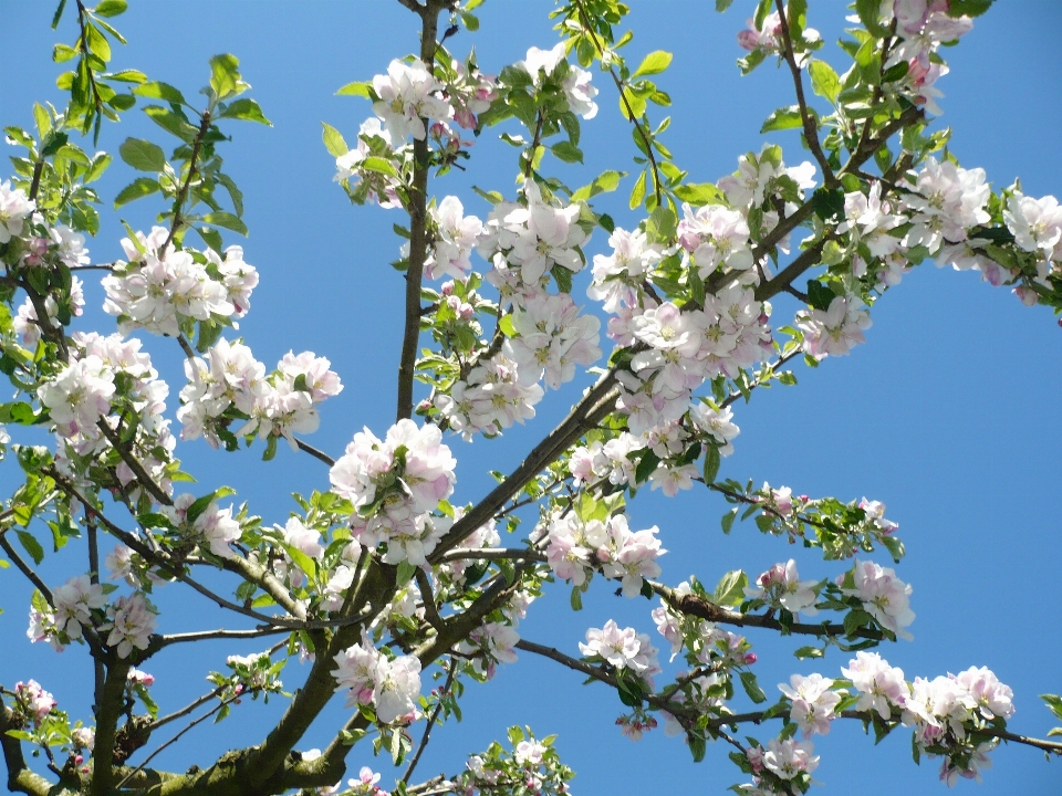 Apple baum zweig blüte