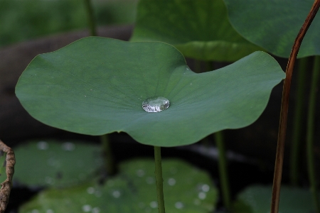 Nature plant leaf flower Photo