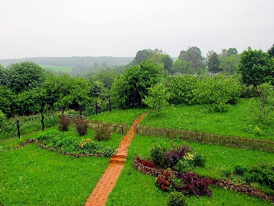 Landscape tree nature forest Photo