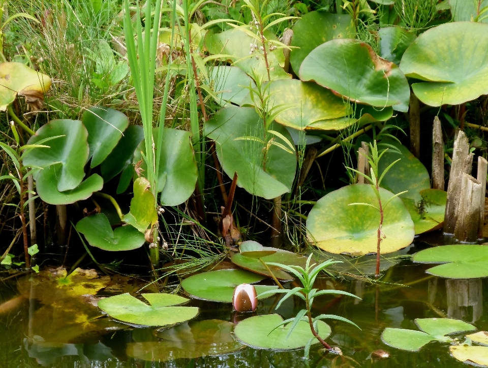 Acqua natura pianta campagna