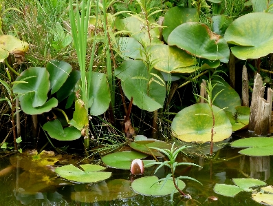 Water nature plant countryside Photo