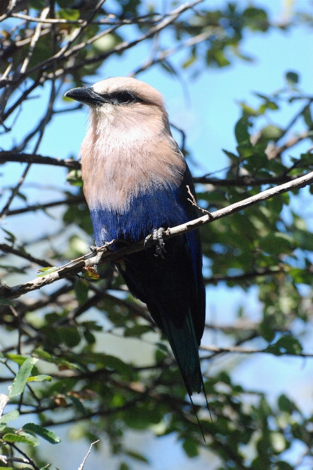 木 自然 ブランチ 鳥