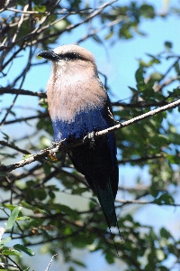 Photo Arbre nature bifurquer oiseau