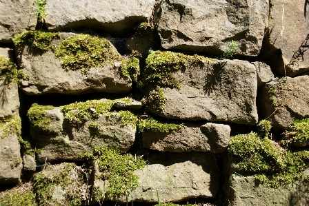 Tree nature grass rock Photo