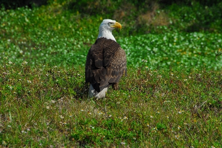 自然 草 鳥 野生動物 写真