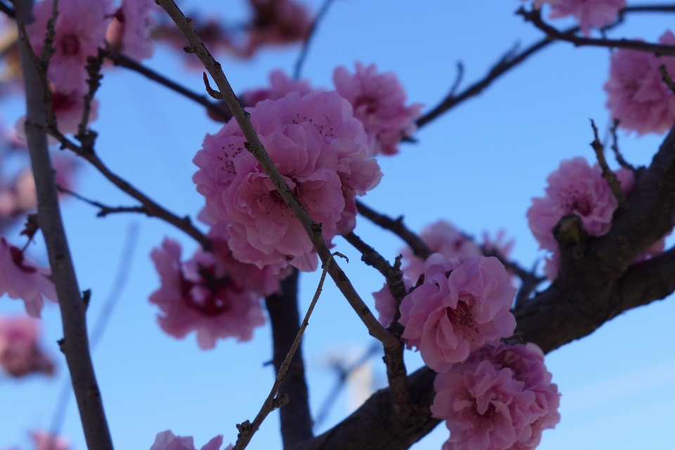 Albero natura ramo fiore