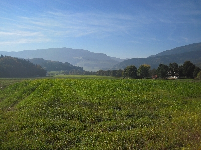 Landscape nature forest grass Photo