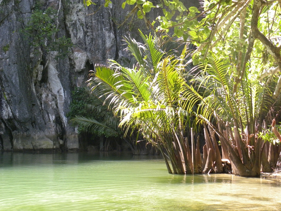 árbol naturaleza bosque palmera