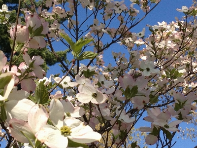 Landscape tree branch blossom Photo