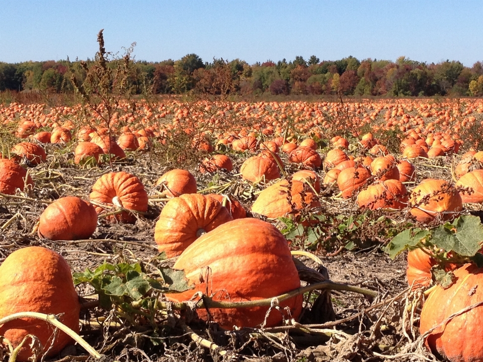 Field fall rural orange