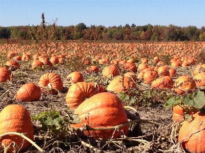 Field fall rural orange Photo