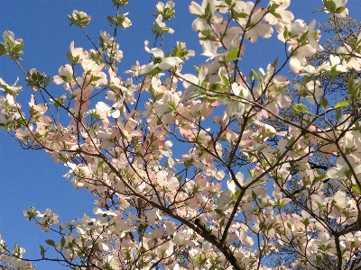 Landscape tree branch blossom Photo