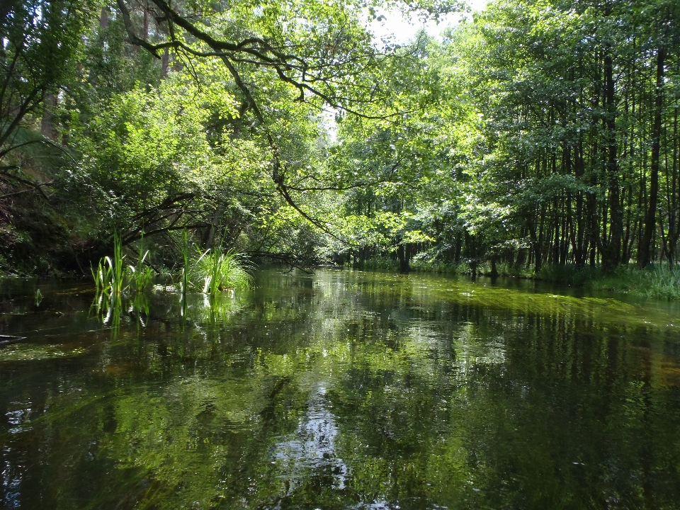 木 水 自然 森