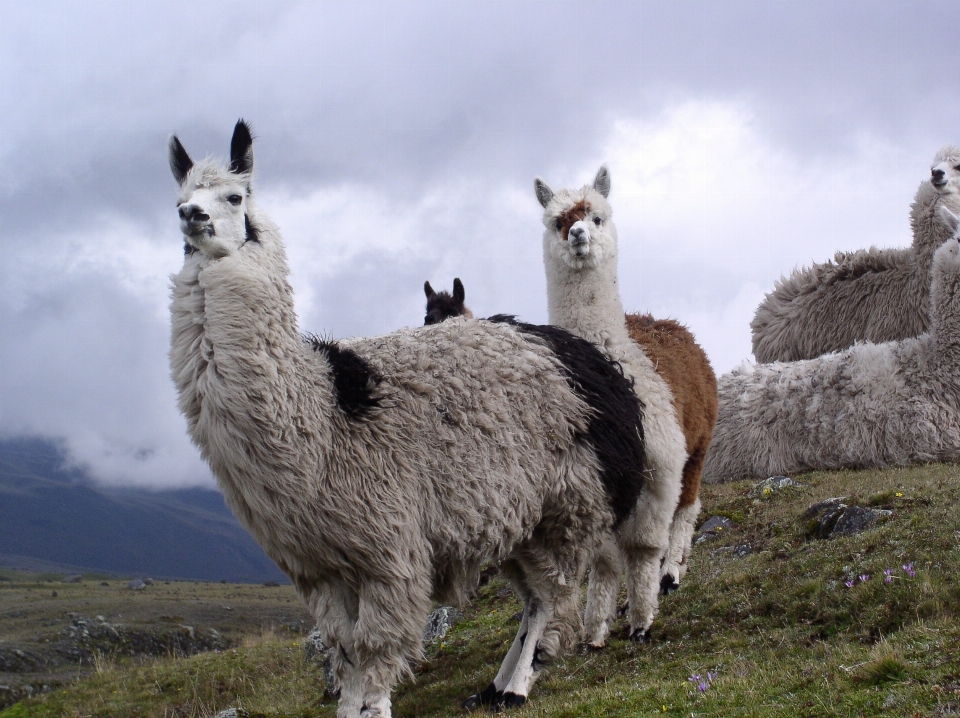 Mamalia ketinggian fauna llama